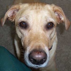 Meet your Posher, Joan